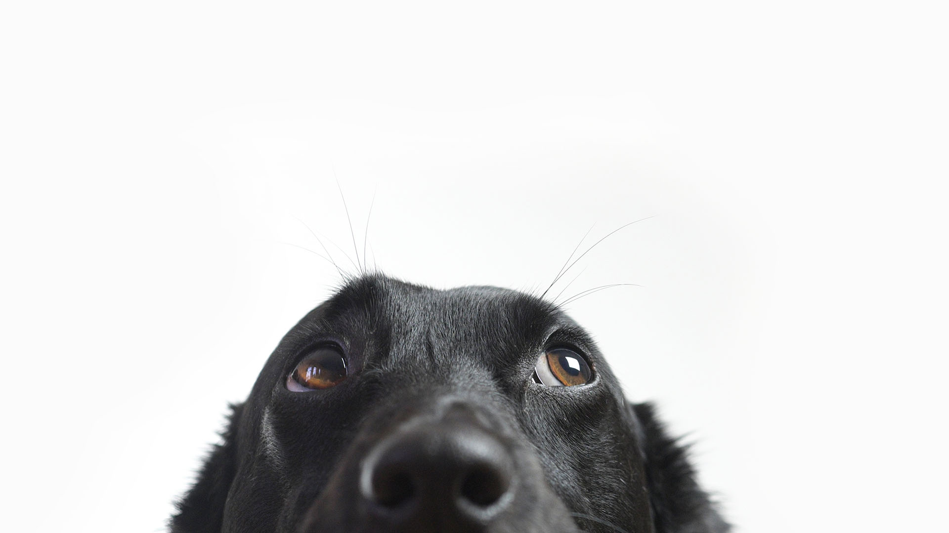 Hund som ser opp